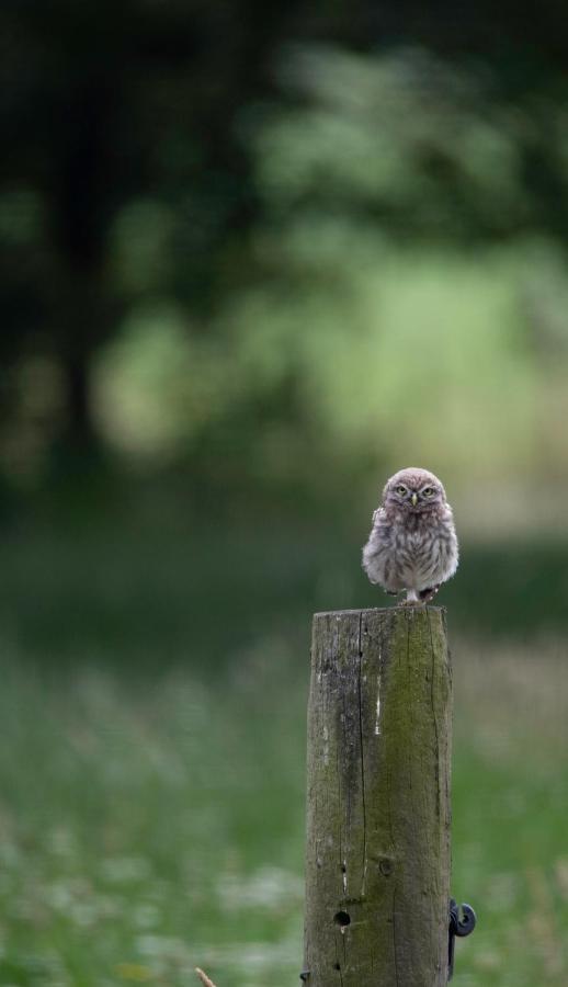 The Cat And The Owl B&B Groenlo Exterior foto